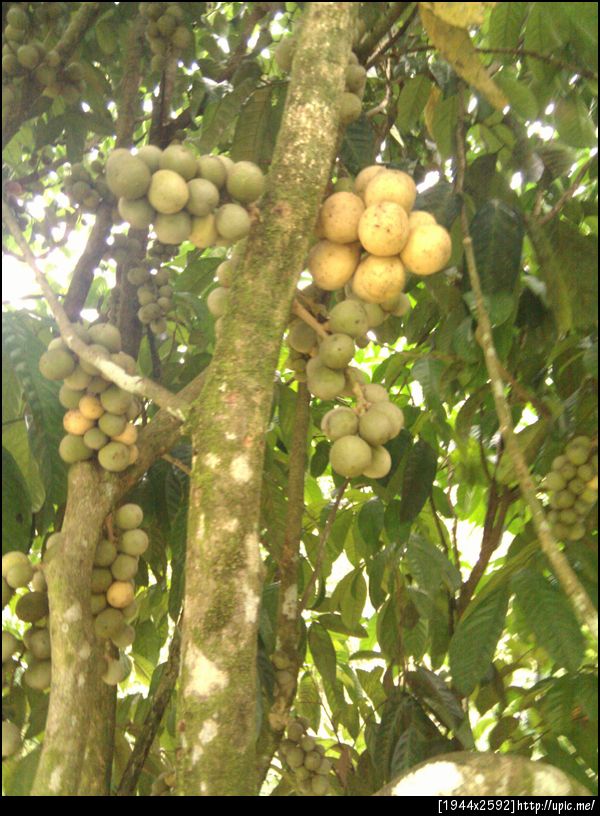 อู้วววว ลองกองสุกแล้วววว