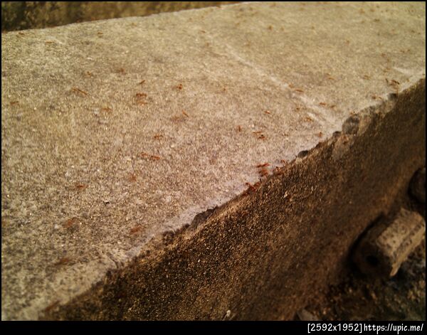 มดตัวน้อยตัวนิด