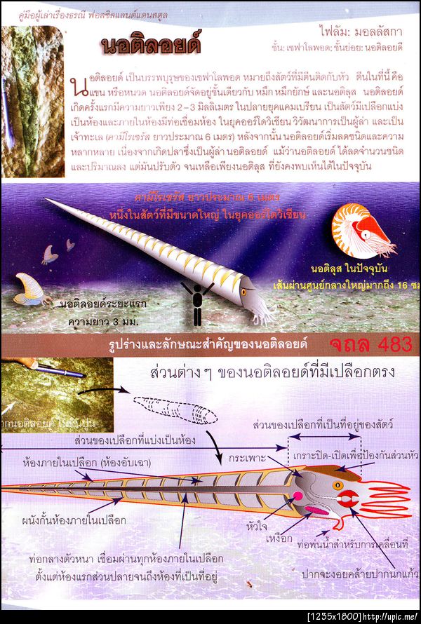 483นอติลอยด์