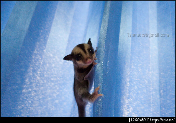 My Baby Sugar Glider first time  on the curtain 