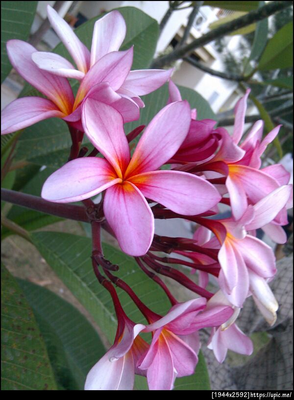 ดอกลีลาวดีใน ม