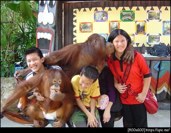 และแล้วน้องสาวตูก็เสร็จลิง