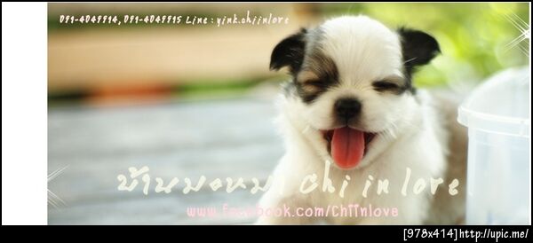 ชิ วา ว่า