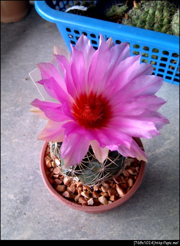 ดอกแคคตัสอีกที ชอบ