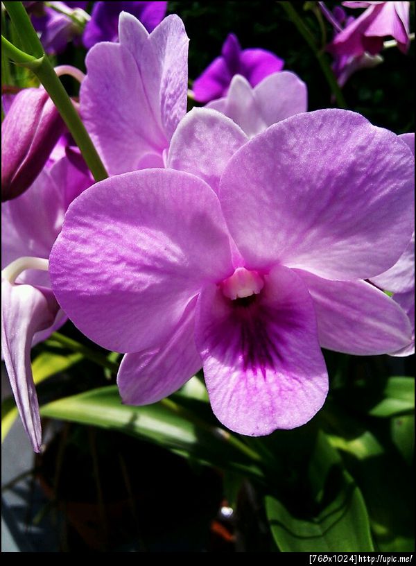 โถ อีดอก