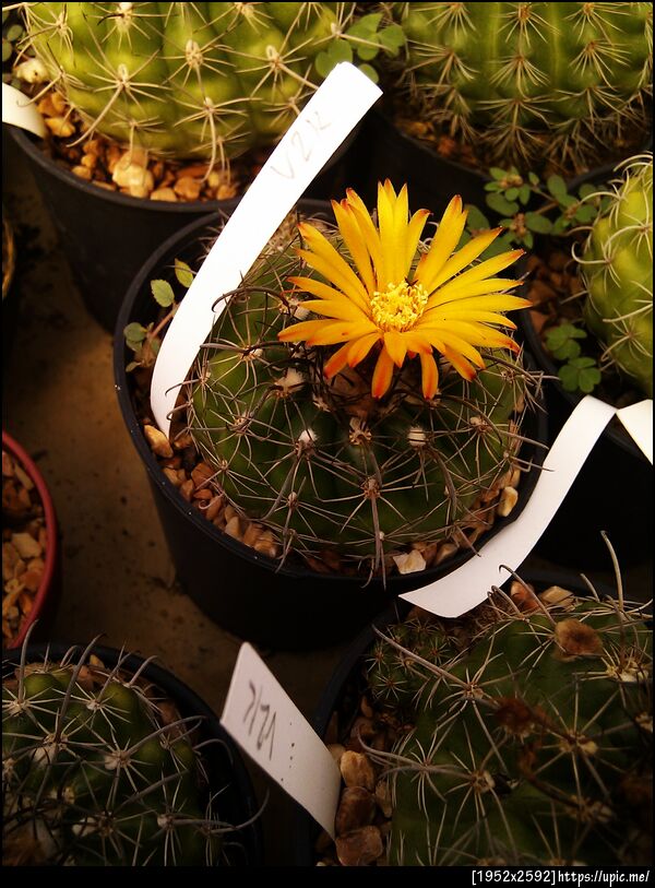 ดอกแคคตัส