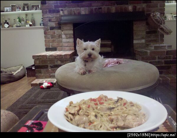 my easter dinner with a furry friend - D
