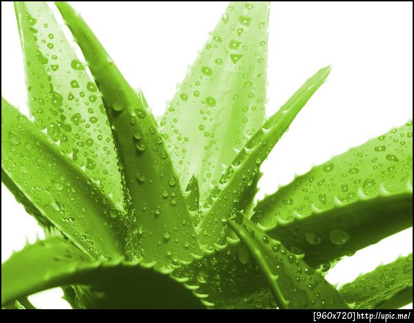 ว่านหางใช้ลดอักเสบผิว