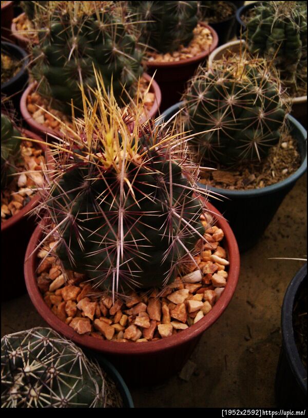 หนามซีรียส์