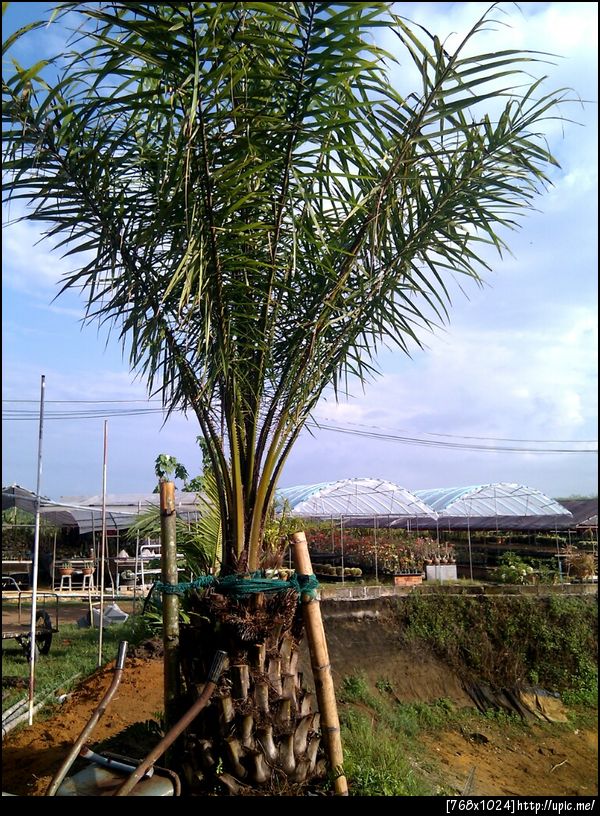 ปาล์มน้ำมันหน้าบ้าน