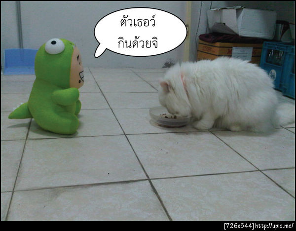 @petdo หิว