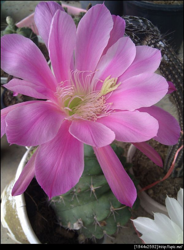 ดอกนี่เหมือนอยู่ผิดที่ผิดทางไงก็ภม่รู้