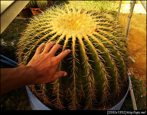 ต้นถังทอง