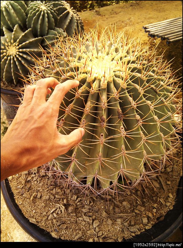 ต้นแคคตัส