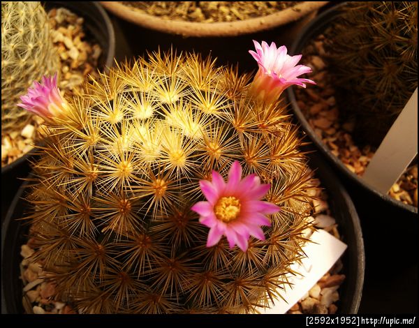 ดอกแคคตัส