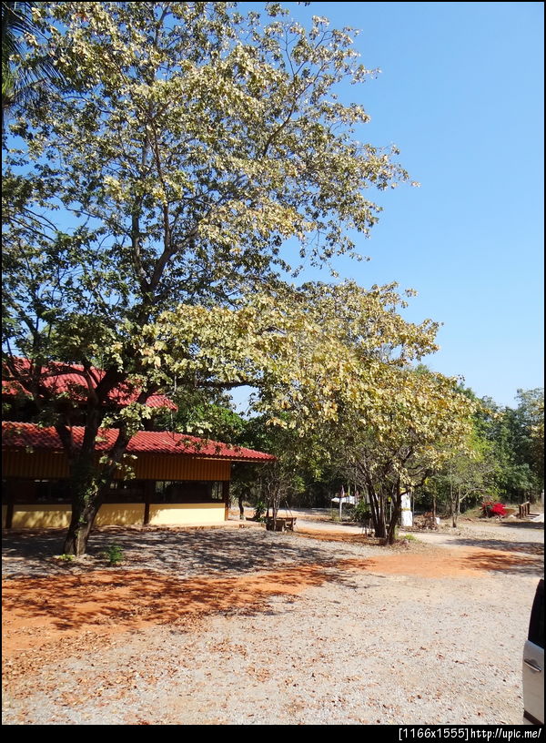 137 แต้ : ต้นไม้