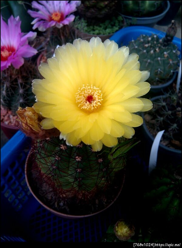 ดอกแคคตัสที่บ้าน