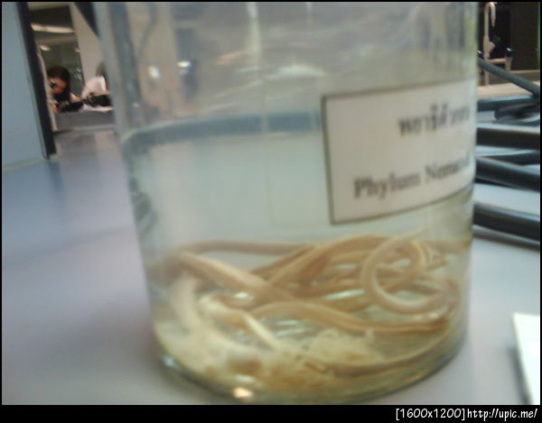 อย่าลืมกินยาถ่ายพญาธิก่อนถ่ายรูปนี้นะครับ