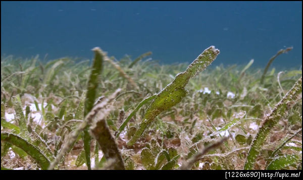 เชื่อมั้ยว่าในรูปนี้มีปลาอยู่ ...