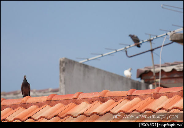 ลองถ่ายนกแบบไกล ๆ ดู ,, กับ 70-200 F4 L ยังได้ภาพไม่ค่อยประทับใจเท่าไหร่ ,,