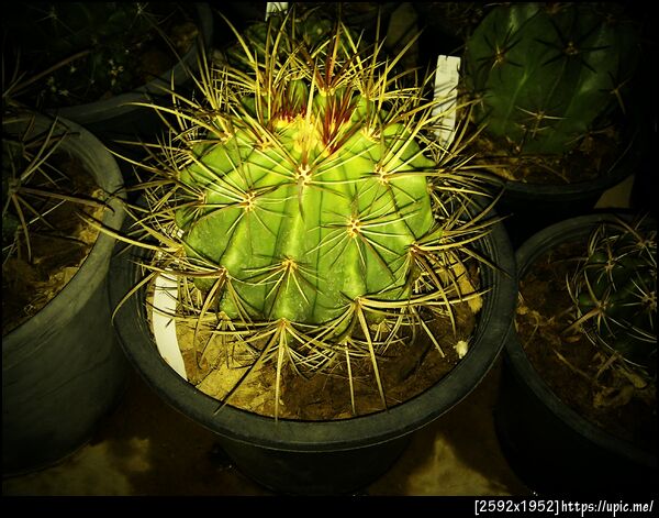 หนามซีรียส์