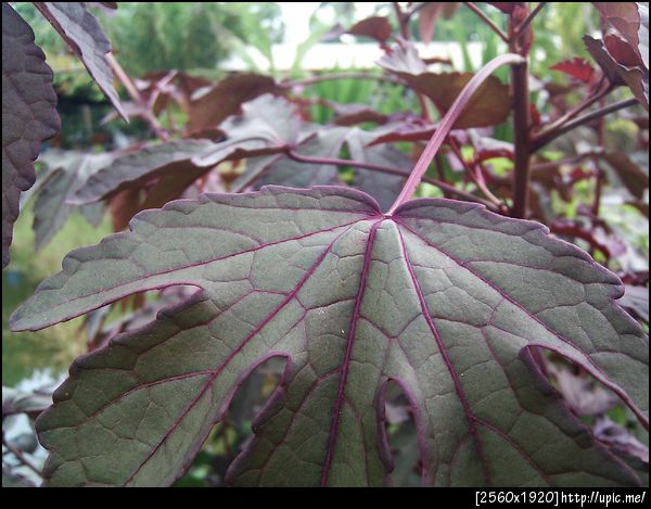 โอ๊ะ ชอบรูปนี้