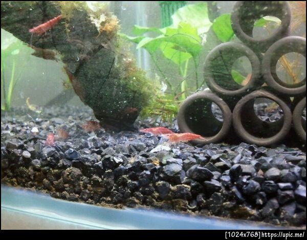 กุ้ง @tapecom