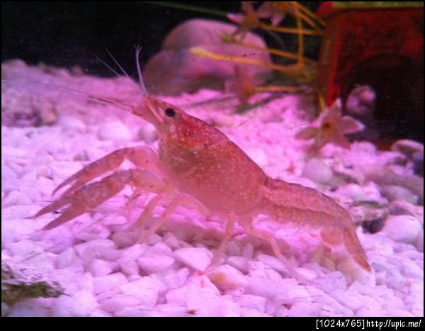 น้องกุ้งตัวเล็กลอกคราบเมื่อคืน ตั่วใหญ่ขึ้นเยอะเลย