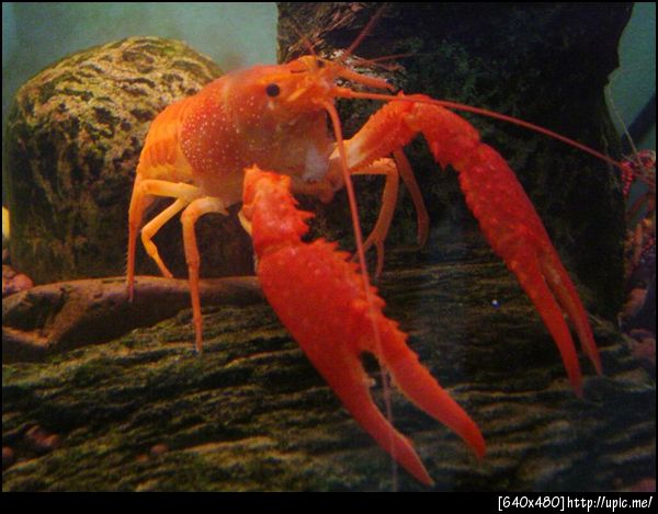 เจ้าไบร์ทที่บ้านคับ พึ่งลอกมาก้ามระเบิดเลยคับ