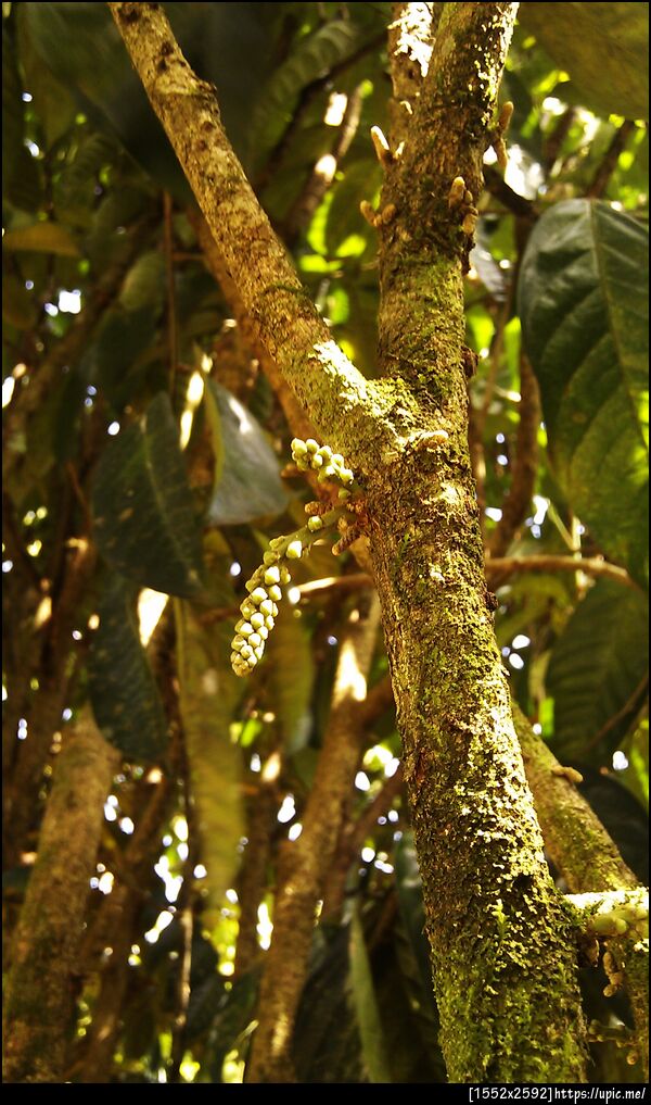 ลองกองที่บ้านออกดอกแล้ว กรี๊ดดดด