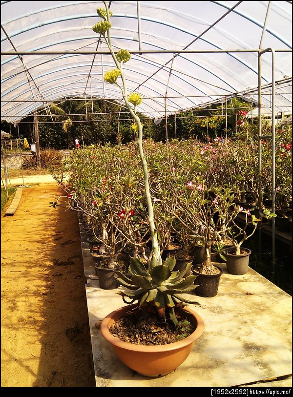 ต้นอะไรเนี่ย ก้านดอกยาวโพด