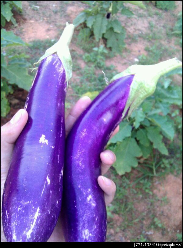 เด็ดมาแล้ว มะเขือม่วง