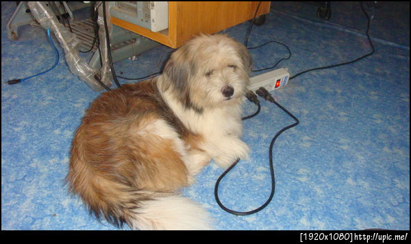 ไอ้เปา คุ้มครองพ่อเล่นคอม