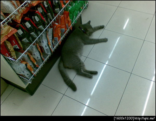 Tha cat in 7-11