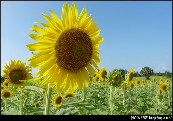 รูปที่ถ่ายจากไร่ทานตะวัน แล้วค่อนข้างชอบเลยทีเดียว
