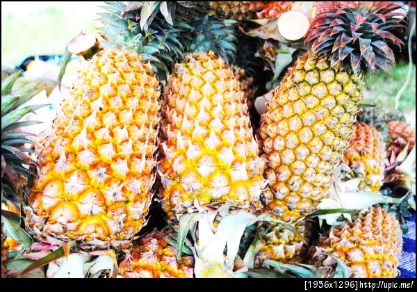 436-4สับปะรด