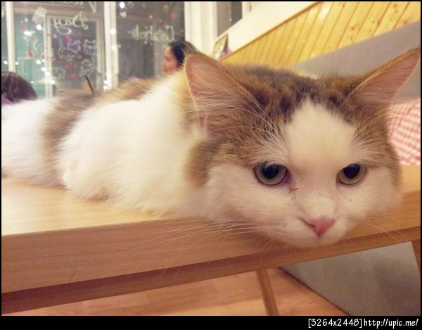 แมวววววววววววววววววววววววววววววววววววววววววววววววว