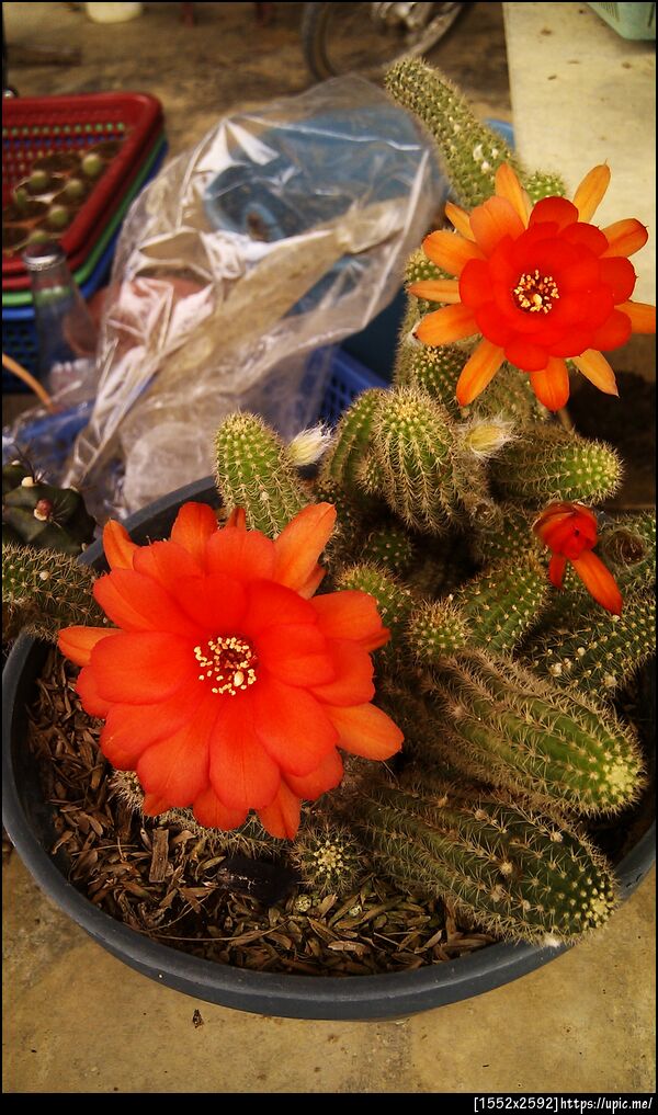 ดอกแคคตัส