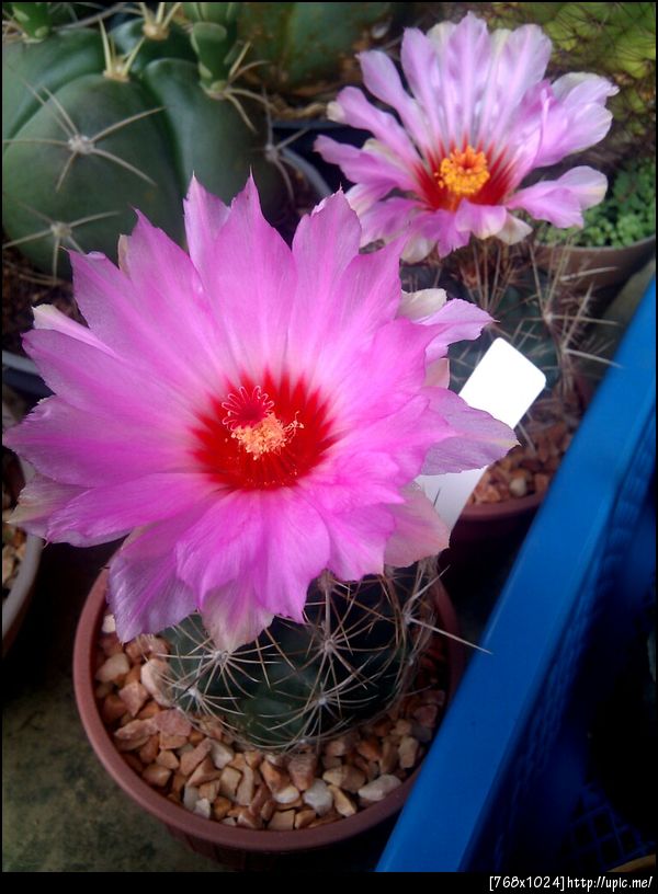 ดอกแคคตัสที่บ้าน