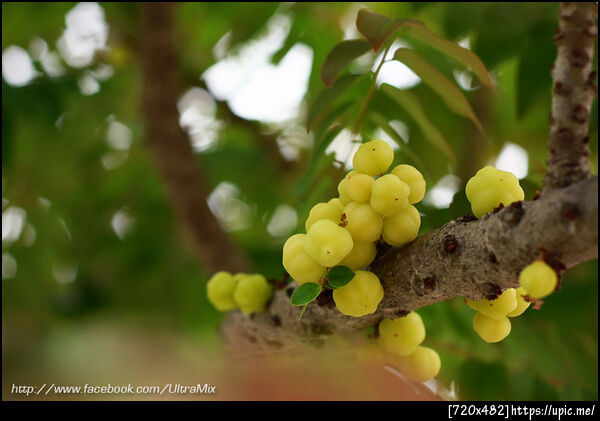 มะยม ,,, จี้ดมาก ><"