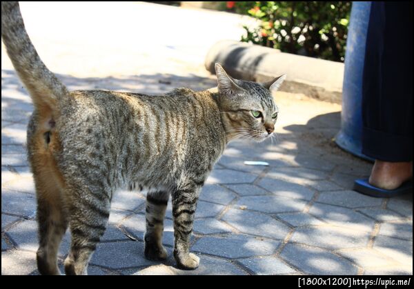 เมี๊ยวววววว