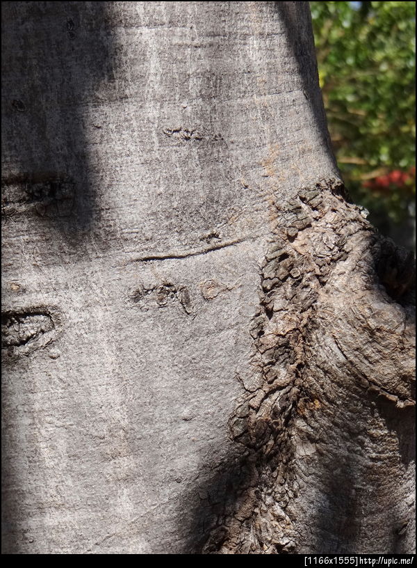 141 ต้นแต้