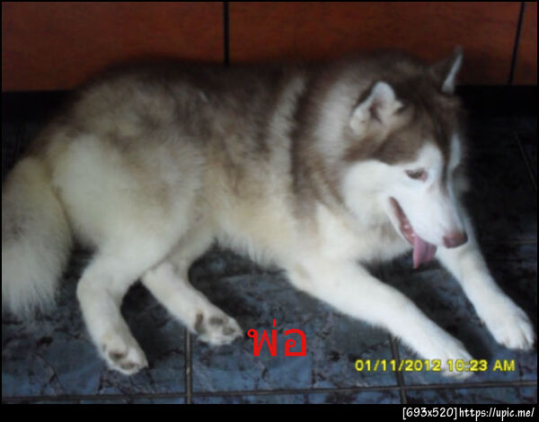 ฝากรูป