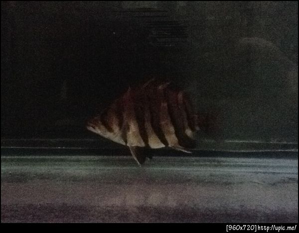 3.ปลาเสือตออินโด1000-