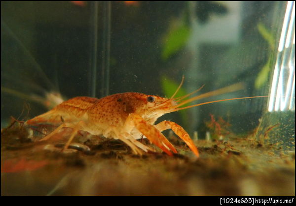 น้องกุ้งตัวเล็กสีแดงสวยงาม น้องชายเพาะเอาไว้