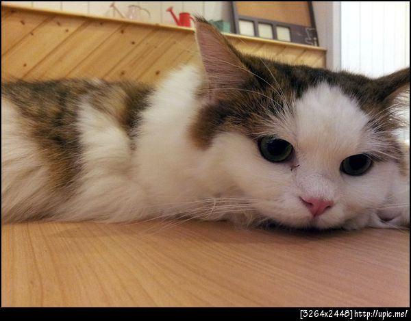 เด็บบี้หน้าเบื่อโลกมาก >//<