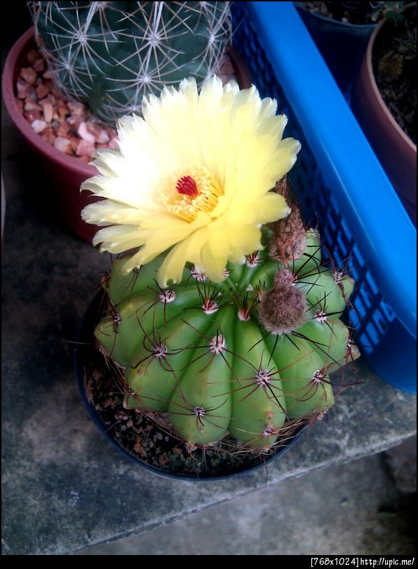 ดอกแคคตัสที่บ้าน