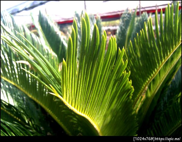 ต้นปรง สวยยยยย