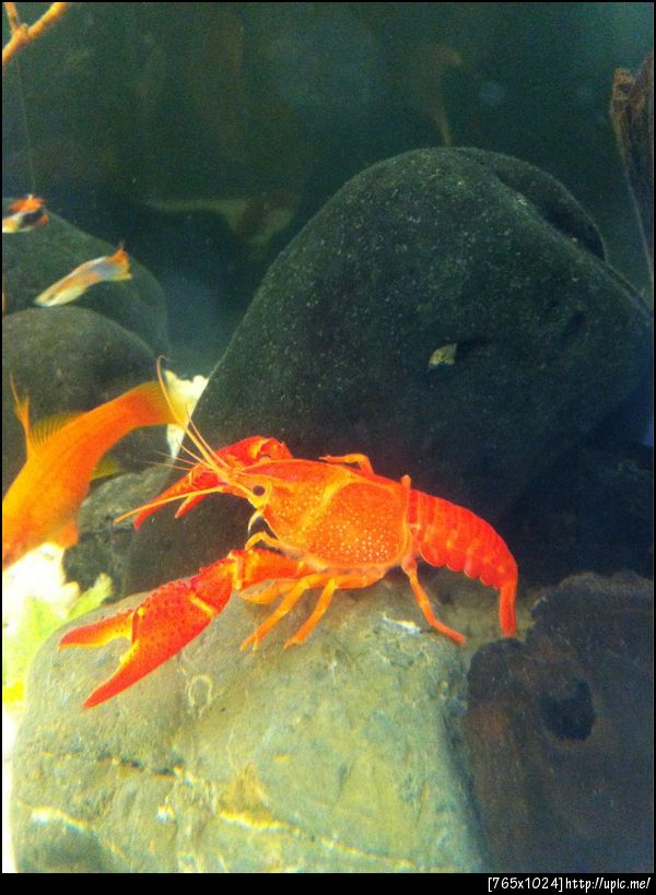 กุ้งแดงตัวผู้ก้ามใหญ่มาก