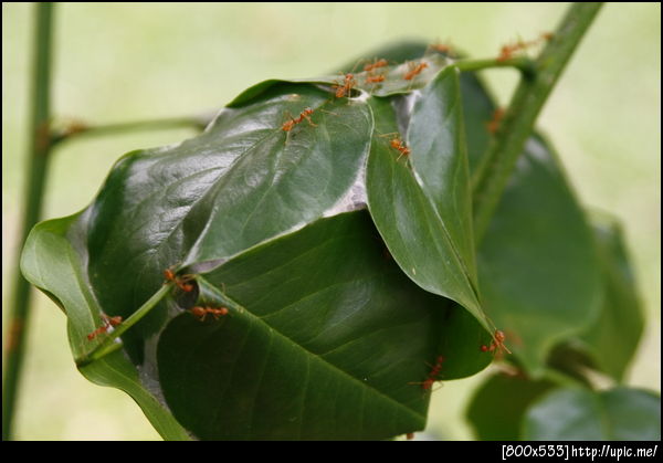 รังมดส้ม